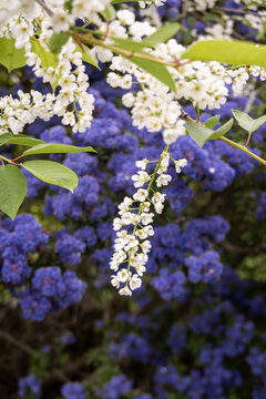 Spring layering of white and bblue flowers in garden. Delicate white flowers with purple floral background. Concept how things sit together 