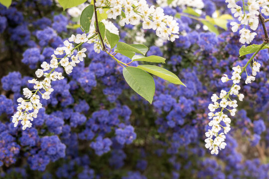 Spring layering of white and bblue flowers in garden. Delicate white flowers with purple floral background. Concept how things sit together 