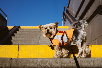 Small Yorkshire Terrier standing on concrete stairs with a yellow safety edge. The dog is wearing an orange and grey fleece vest with a red harness, looking at the camera against a clear blue sky. © vita
