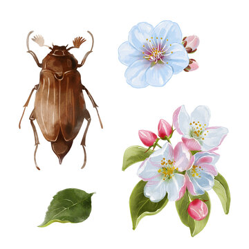Watercolor may beetle and spring blossom elements set, hand painted floral illustratio