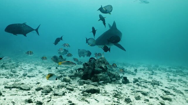 Amazing closeup tiger sharks with sharp teeth swimming underwater on coral reef ocean of Borneo. Shark diving tourism. Divers feed school of sharks. Marine wild dangerous underwater predators of Bali