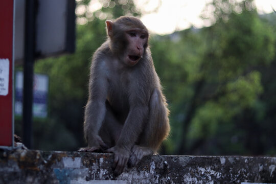 A rhesus macaque monkey sits on a weathered concrete boundary wall at dusk in the city of Dhaka.
