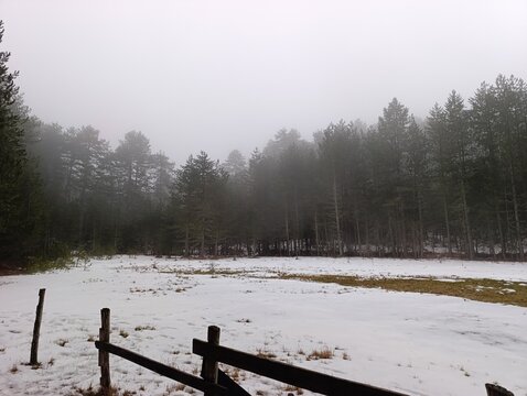 fogy treeline with show