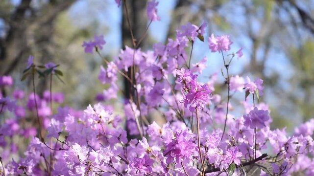 Rhododendron with purple pink petals blooming in spring garden - Flowers trembles in the wind - Springtime floral nature with azalea bloom.