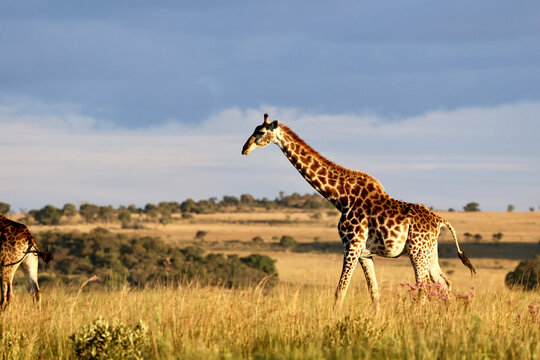 View of a giraffe walking through the golden grass of the savanna under a dramatic sky Waterberg District Municipality, Limpopo, South Africa.