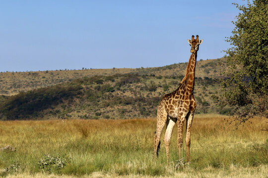 View of a giraffe standing in the savanna with rolling hills and a clear blue sky in the background Waterberg District Municipality, Limpopo, South Africa.