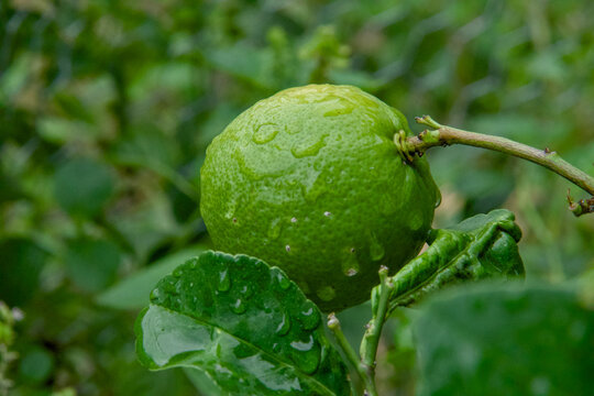 Lim&atilde;o Taiti no p&eacute;, molhado pela chuva