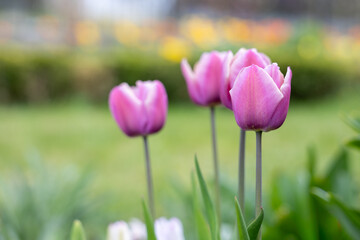 Obraz premium Pink tulip flowers on stems with blurred garden background