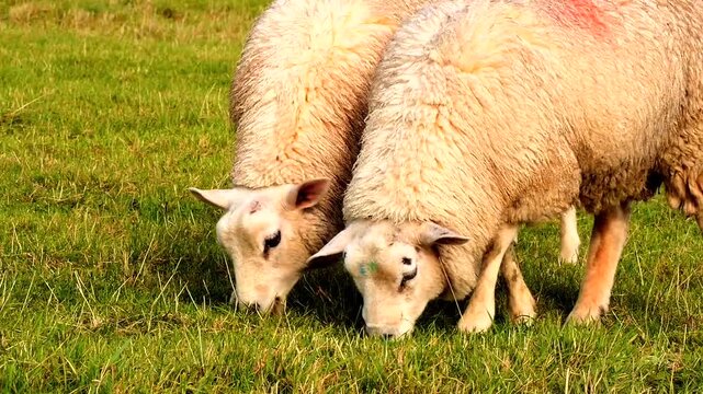sheep grazing, close  5