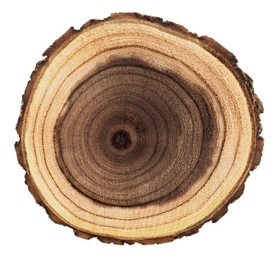 Round piece of wood in cross section with wood texture pattern isolated on a white background. Detailed organic surface.