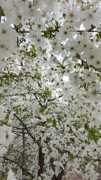 Fresh spring plum blossoms macro vertical video
