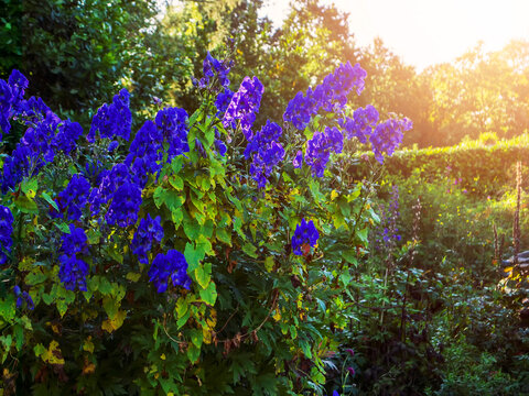 Vibrant purple flowers bloom in lush green garden. Golden sunbeams filter through trees behind. Natural beauty of flora catches warm afternoon light. Ideal for nature, gardening