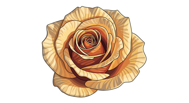 Detailed coral rose blossom with intricate petals on white background