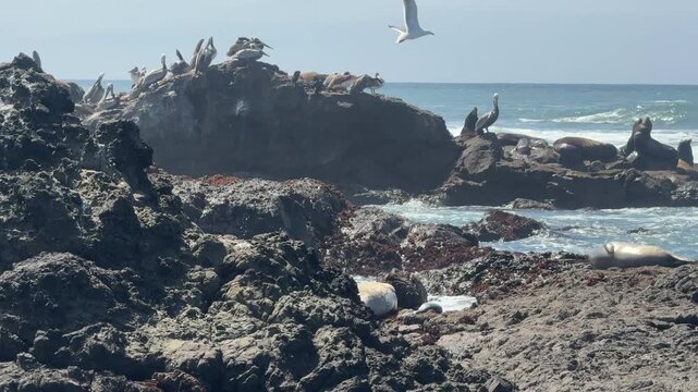 Group of brown pelicans and harbor seals resting on coastal rocks as waves crash in 4K.