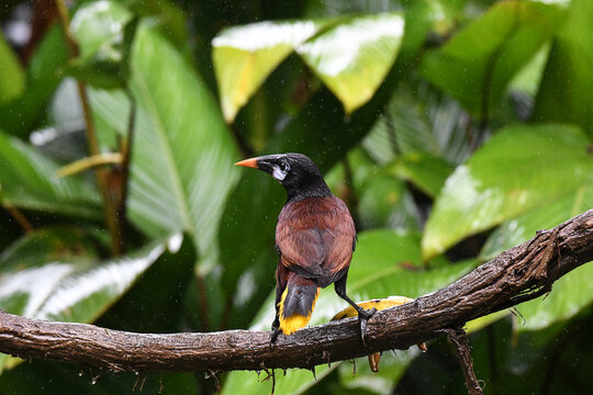 Montezuma Oropendola