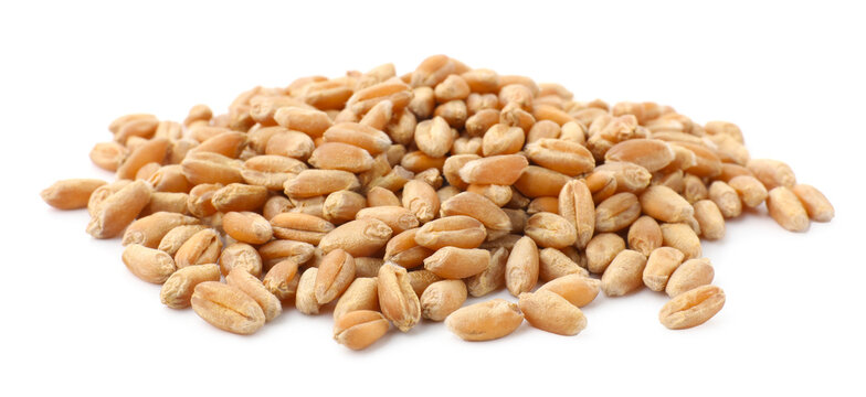 Heap of wheat grain isolated on white