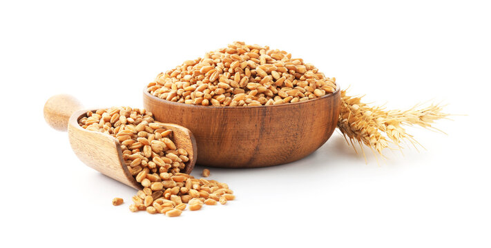 Wheat grain in bowl, scoop and spikes isolated on white