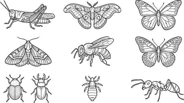 Detailed Insect Collection with Grasshopper Moth Butterfly Bee Beetle Louse and Ant in Vintage Engraving Line Art Style for Scientific Illustration Design