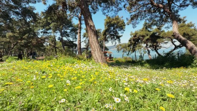 Wildflower meadow with daisies and dandelions under pine trees overlooking sea at Buyukada, Princes Islands, Istanbul, Turkey