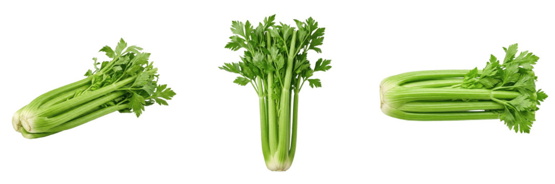 Set and collection of fresh celery bunch isolated on white background