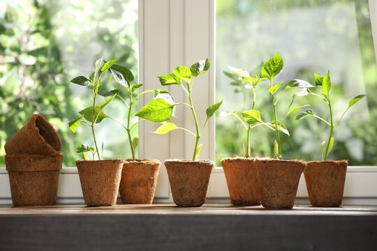 Bell pepper seedlings in peat pots near window indoors