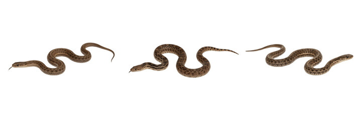 Obraz premium Set and collection of brown snake crawling isolated on white background