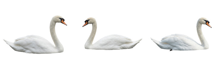 Fototapeta premium Set and collection of white swan swimming isolated on white background