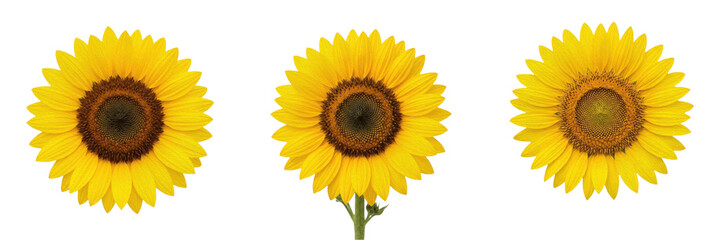 Fototapeta premium Set and collection of yellow sunflower head isolated on white background