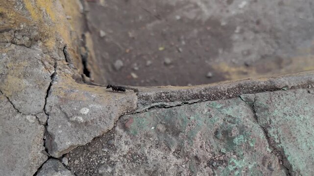 Large Black Ant Crawling Along a Textured Concrete Surface