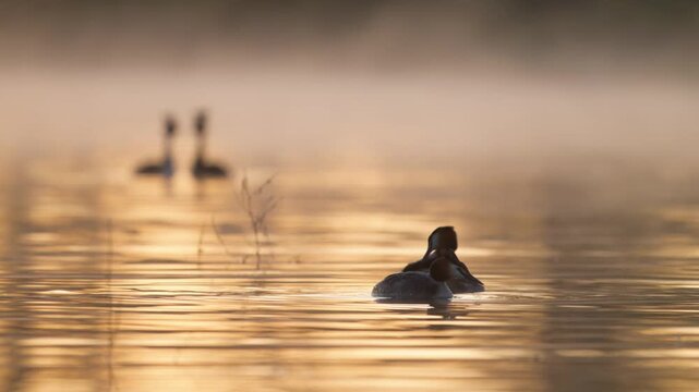 Slow motion footage of a pair of great crested grebes (Podiceps cristatus) swimming in warm golden morning light on a calm lake in the wild.