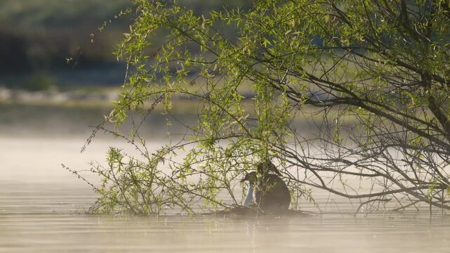Pair of great crested grebes (Podiceps cristatus) near their nest during breeding season on a calm misty lake at sunrise. Slow motion.