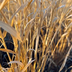 Fototapeta premium Golden Wheat Field With Sunlight During Late Afternoon Hours in Rural Landscape