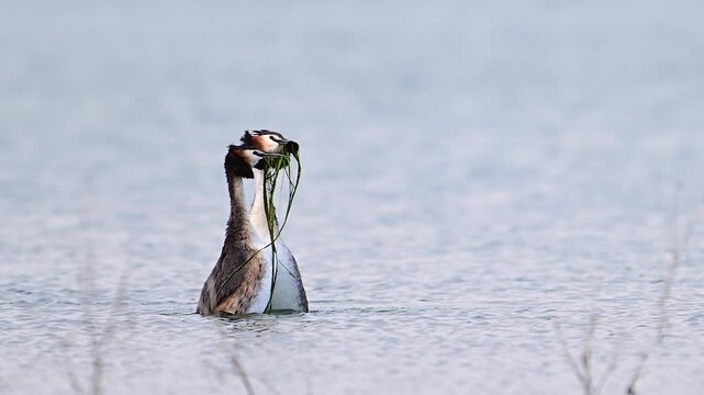 Slow motion footage of a pair of great crested grebes (Podiceps cristatus) performing courtship dance on a calm lake during breeding season.
