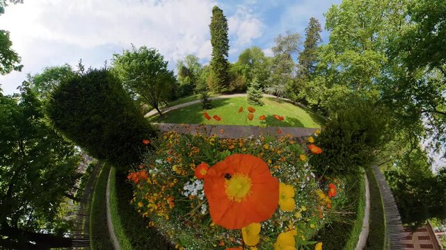 orange poppy flower bed curved garden path tiny planet panorama spring