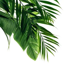 Green Palm Leaves Hanging Against a White Background in Bright Lighting © olegganko