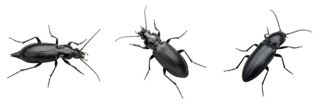 Set and collection of black beetle insect isolated on white background