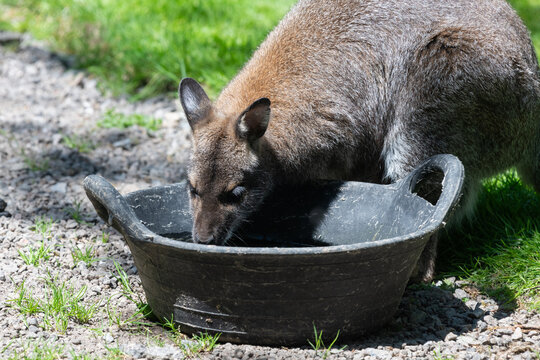 Portrait of a red necked wallaby (notamacropus rufogriseus) in a zoo