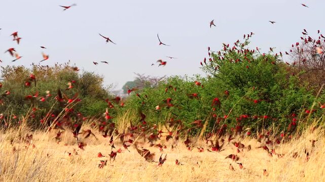 carmine bee-eater colony rise and land again 279