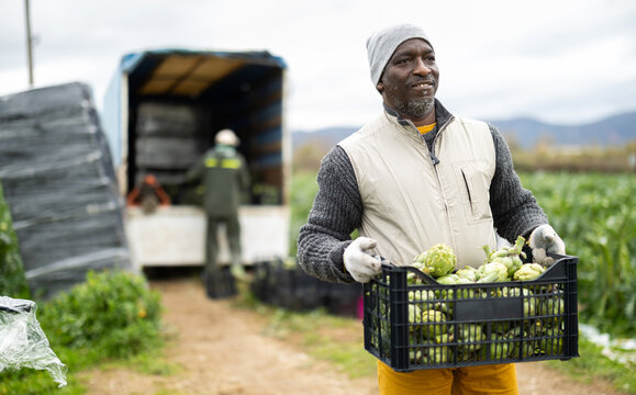 Portrait of positive farmer with box of ripe artichokes in his hands in a field