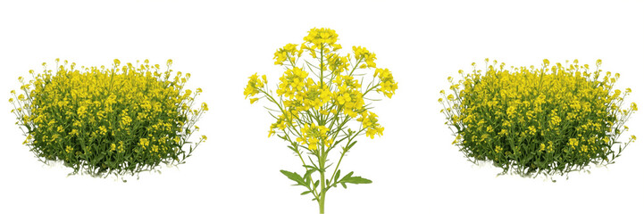 Bright Yellow Wildflowers Bouquet Spring Meadow Floral Bunch Garden Botanical Plants Isolated Transparent PNG Cutout © new