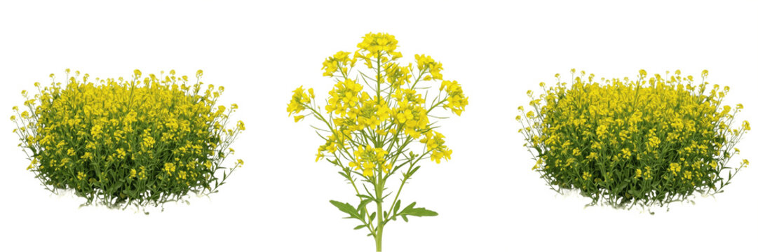 Bright Yellow Wildflowers Bouquet Spring Meadow Floral Bunch Garden Botanical Plants Isolated Transparent PNG Cutout
