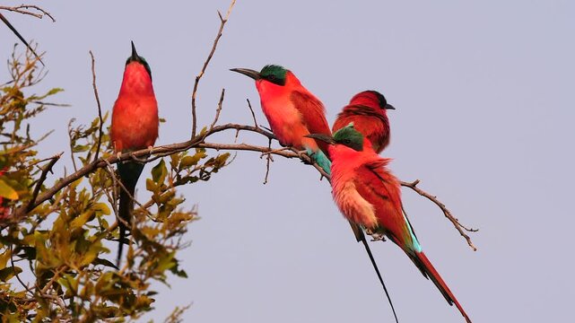 carmine bee-eaters resting on branches, singing, close 372

