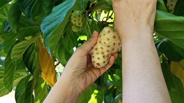 Woman hands harvesting ripe noni fruit from a tropical tree: For healthy lifestyle blogs, traditional medicine videos, and organic farming videos.