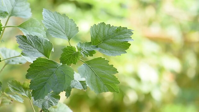  Patchouli or Pogostemon cablin (Blanco) Benth. branch green leaves on natural background.