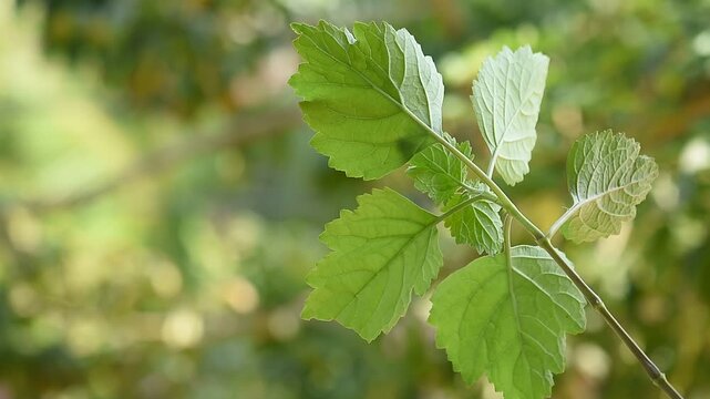  Patchouli or Pogostemon cablin (Blanco) Benth. branch green leaves on natural background.