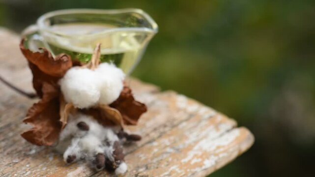 Dried white cotton ,seeds and oil natural background.