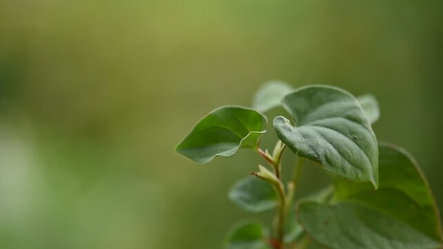 Saururaceae of Plu Kaow thai name branch green leaves on natural background.
