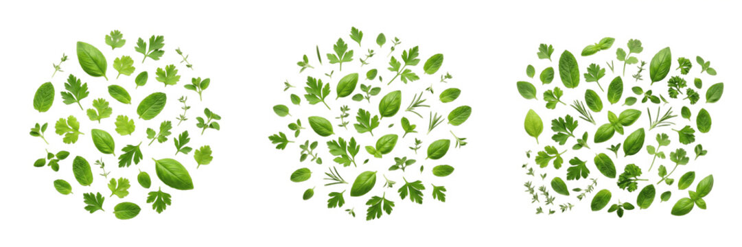 Organic Fresh Mint Leaves Bunch Green Peppermint Herb Culinary Garnish Natural Healthy Ingredient Transparent PNG