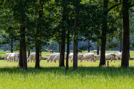 View of white cows grazing in a lush green pasture behind a row of tall trees in Baarn, Utrecht, Netherlands.