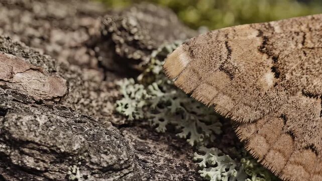 Closeup of a camouflaged lizard on tree bark with lichen.